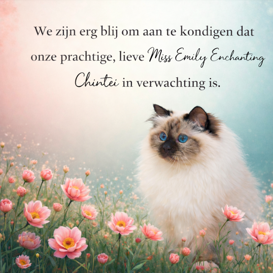 Kittenplanning — Sacred Birman kitten