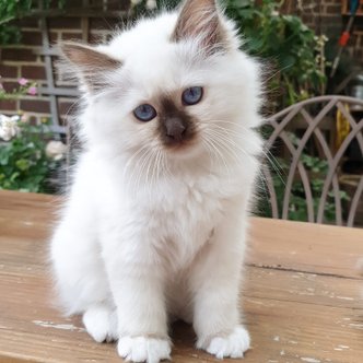 Kittens E-nest 2020 — Sacred Birman kitten