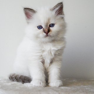 Kittens F-nest 2021 — Sacred Birman kitten