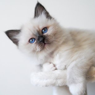 Kittens G-nest 2021 — Sacred Birman kitten