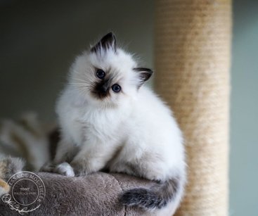 Kittens H-nest 2022 — Sacred Birman kitten