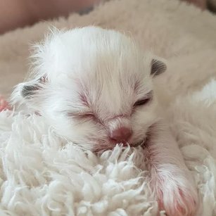 Kitten I-nest 2024 — Sacred Birman kitten