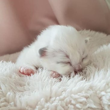 Kittens D-nest 2018 — Sacred Birman kitten