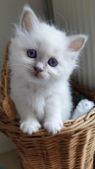 Kittenbeleid & aankoop — Sacred Birman kitten