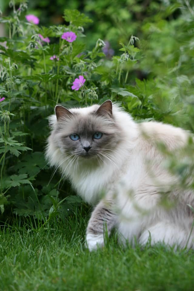 Miss Amy Adorable Chintei