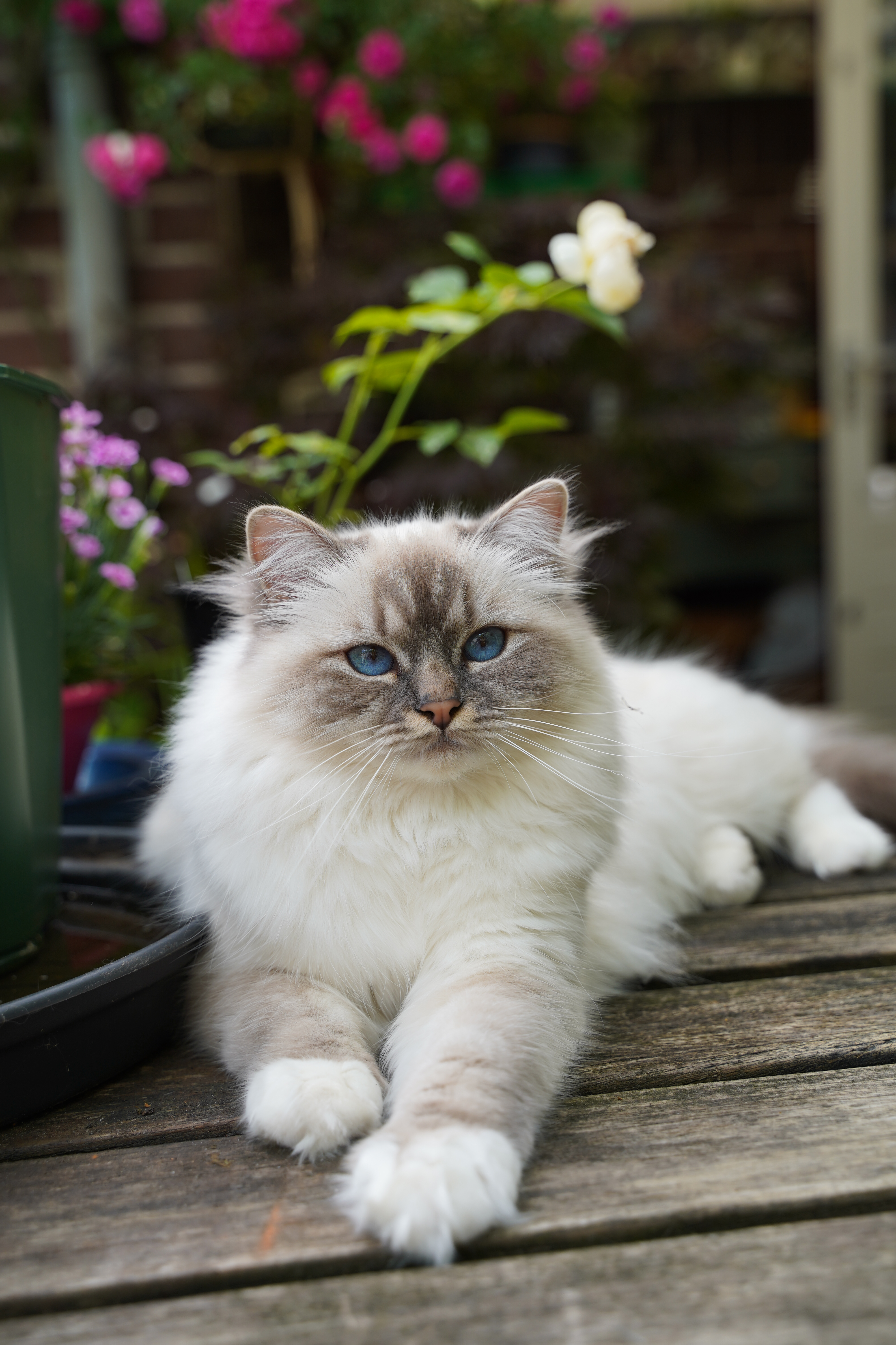 Miss Izzy Incredible Chintei