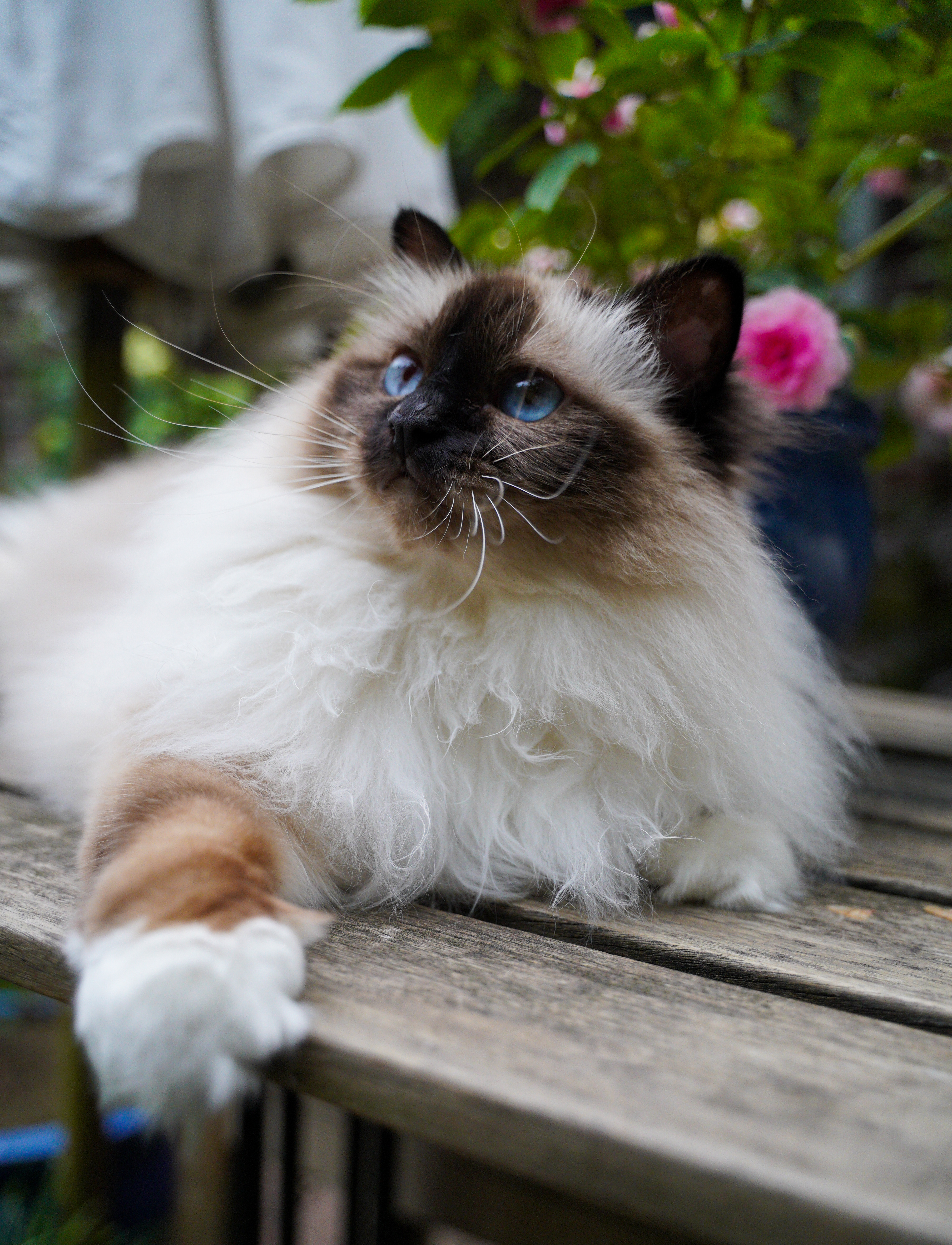Miss Daisy Divine Chintei