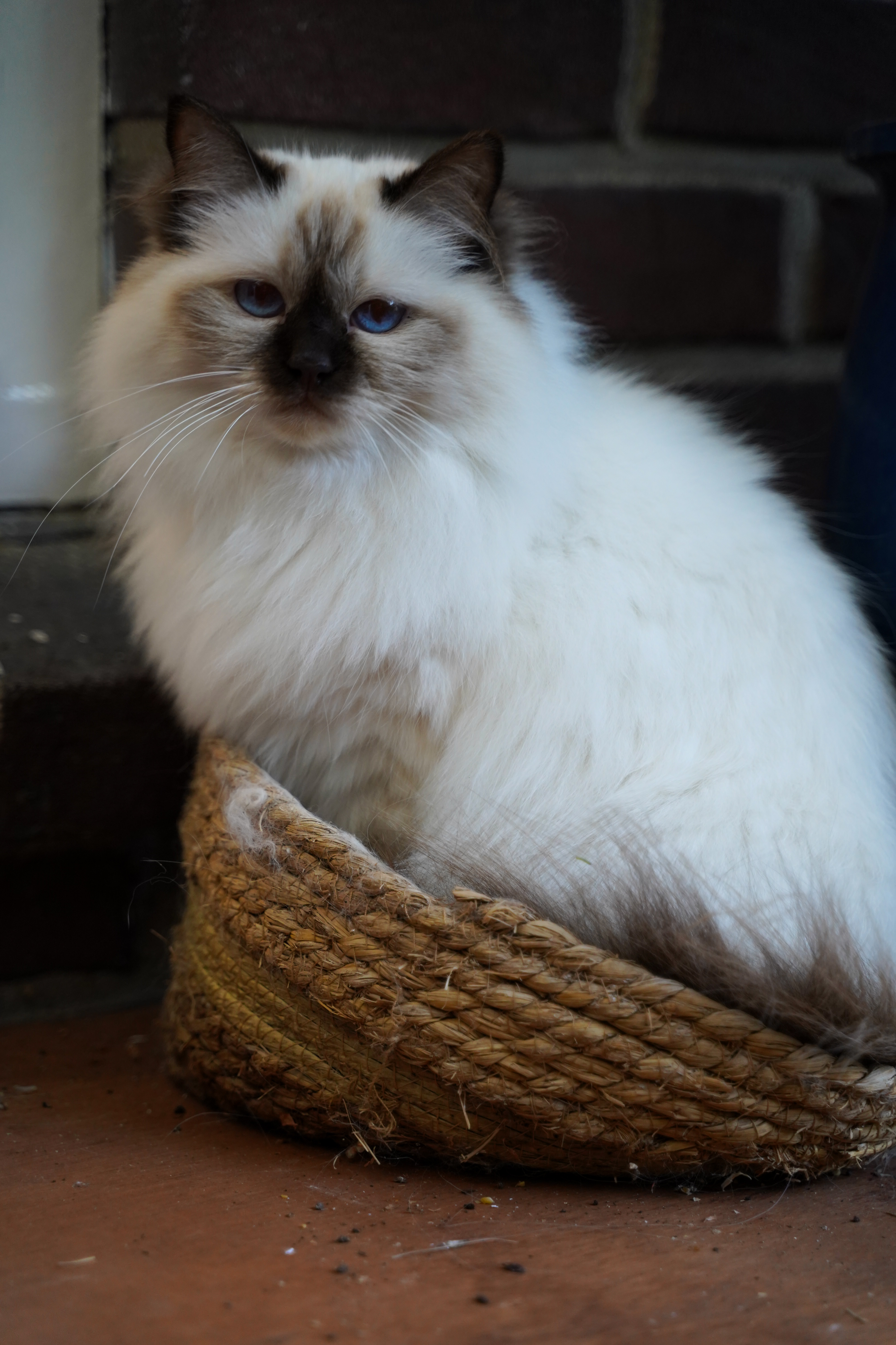 Miss Emily Enchanted Chintei